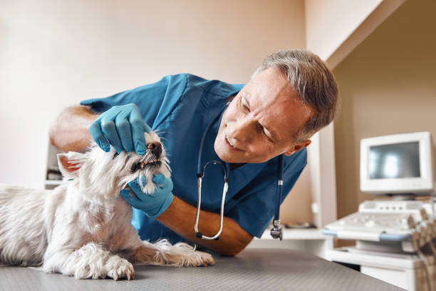 Best Emergency Dental Services for Seniors in Scottville, MI